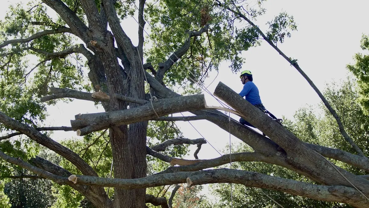 Professional Hazardous Tree Removal performed by certified arborists in Elberta