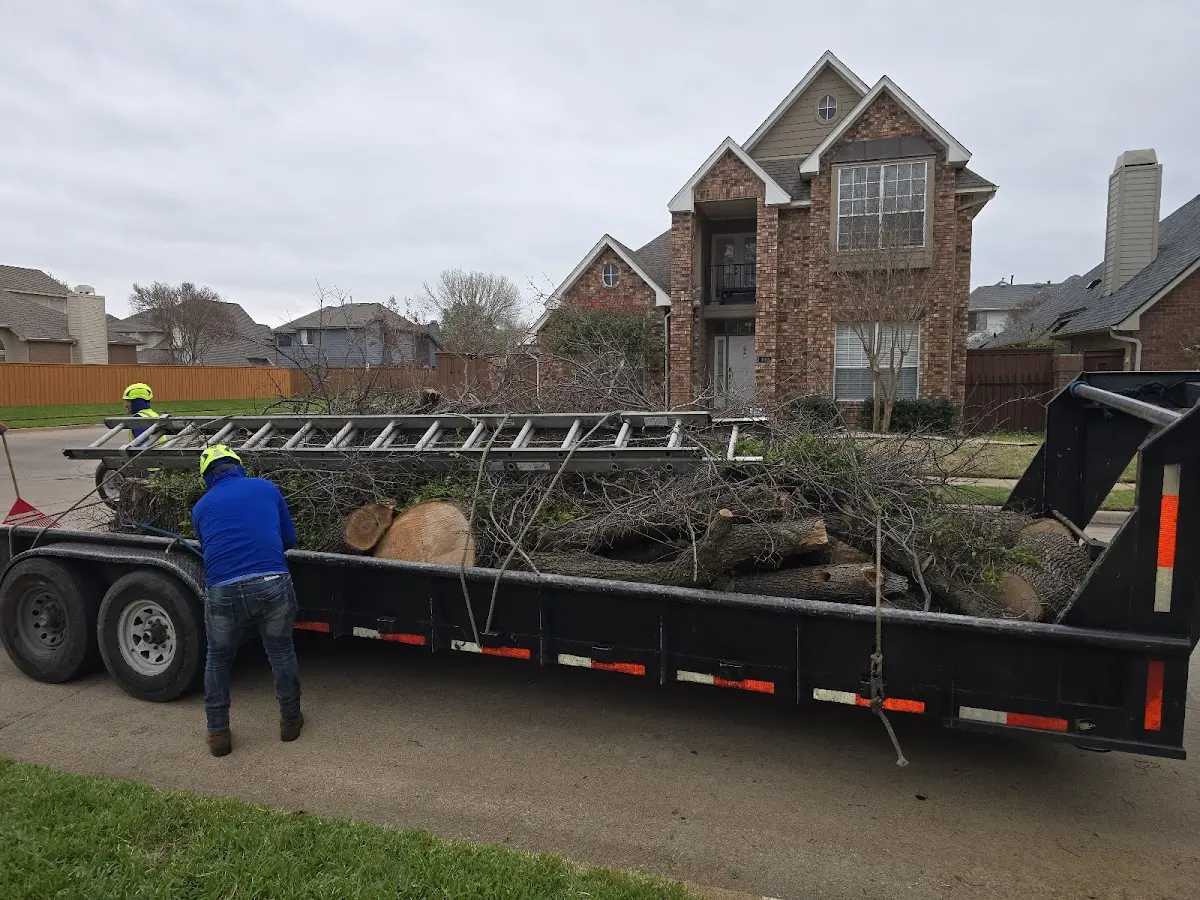Expert Tree Removal with proper safety equipment in Elberta